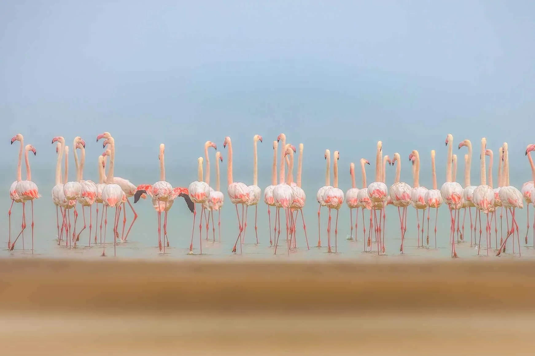 Flamingo Forest