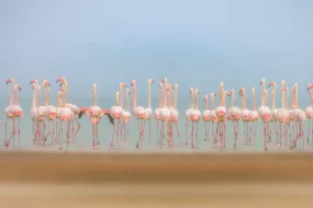 Flamingo Forest