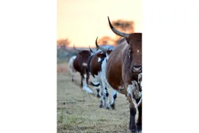 Follow The Leader